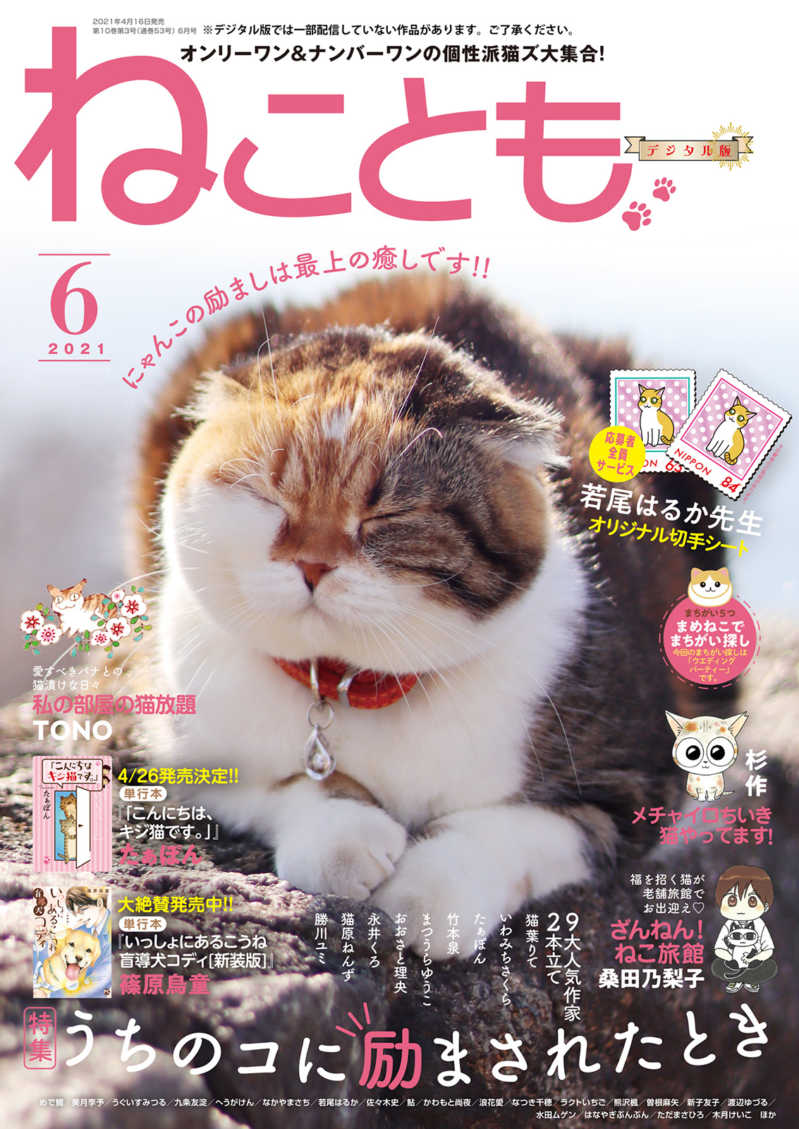 ねこともvol.73